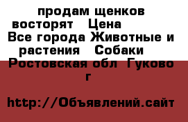продам щенков восторят › Цена ­ 7 000 - Все города Животные и растения » Собаки   . Ростовская обл.,Гуково г.